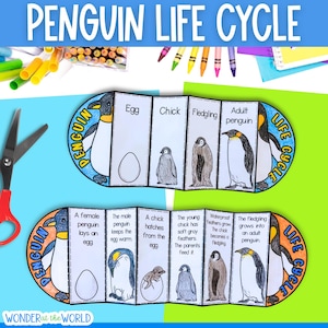 May include: A paper craft project titled Penguin Life Cycle featuring two accordion-folded strips. The top strip shows stages labelled Egg, Chick, Fledgling, and Adult penguin. The bottom strip provides descriptive text and illustrations for each stage.