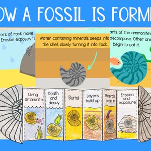 Activités manuelles imprimables sur la formation d'un fossile et cartes de séquencement PDF pour sciences de la Terre troisième quatrième année KS2