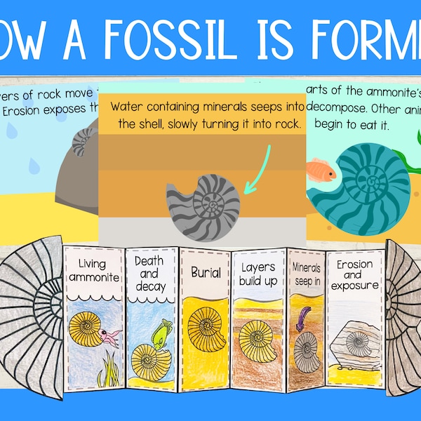 How a fossil is formed printable craft activity and sequencing cards PDF