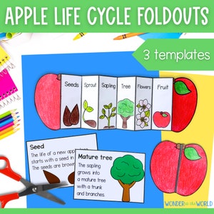 Life cycle of an apple tree foldable activity for kids printable | A4 and 11x8.5 inch | Digital Download | Science | Cut and paste