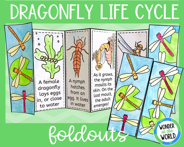 Life Cycle of a Bean Plant Foldable Kids' Craft Science Activity A4 and ...