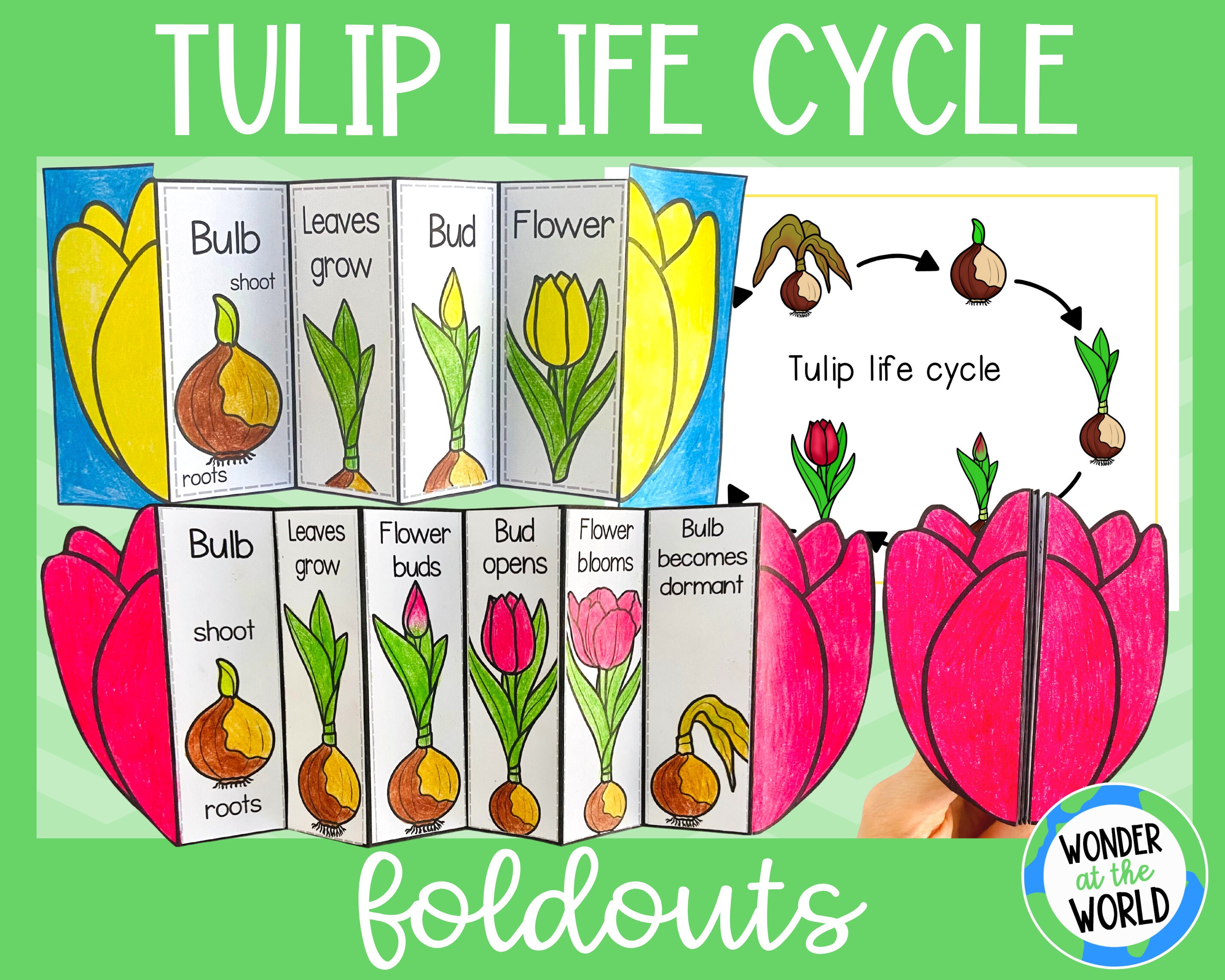 Tulip Life Cycle