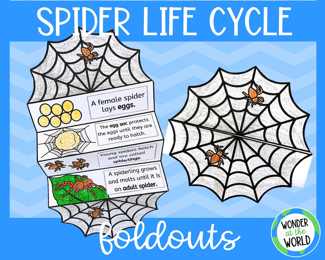 Life Cycle of a Spider Foldable Kids' Craft  A4 and