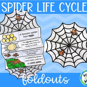 Life cycle of a spider foldable kids' craft | A4 and 11x8.5 inch | Digital Download | Science | Cut and paste | Halloween