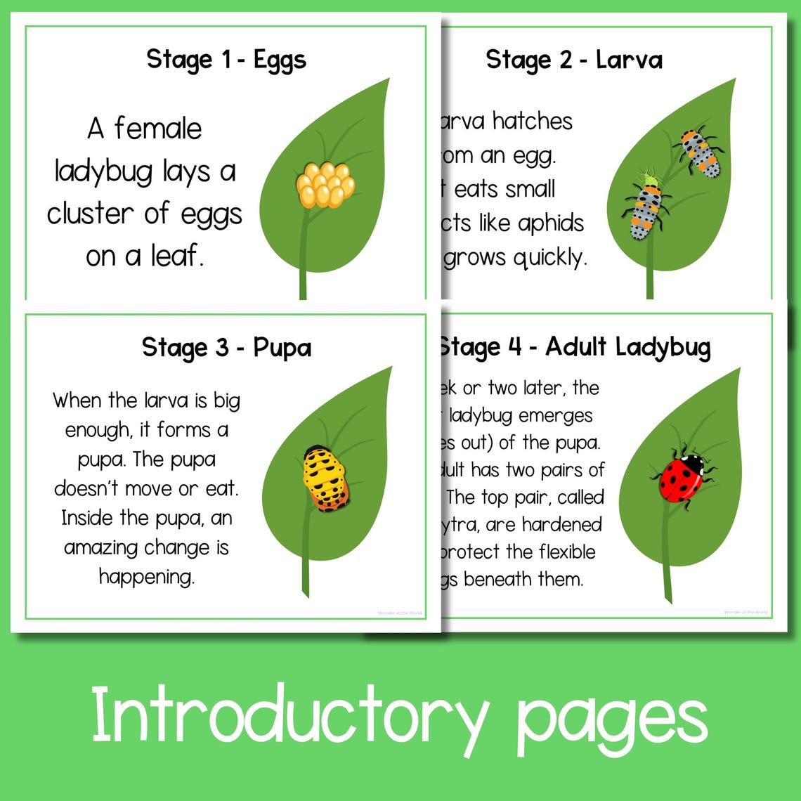 Life Cycle of a Ladybug Ladybird Sequence and Fold Kids' Science Craft ...