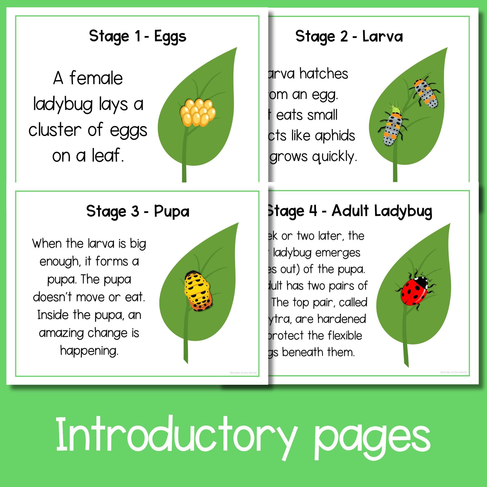 Life Cycle of a Ladybug Ladybird Sequence and Fold Kids' Science Craft ...