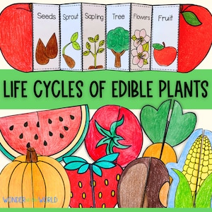 Life Cycles of Edible Plants Sequence and Fold Science Craft Activities ...