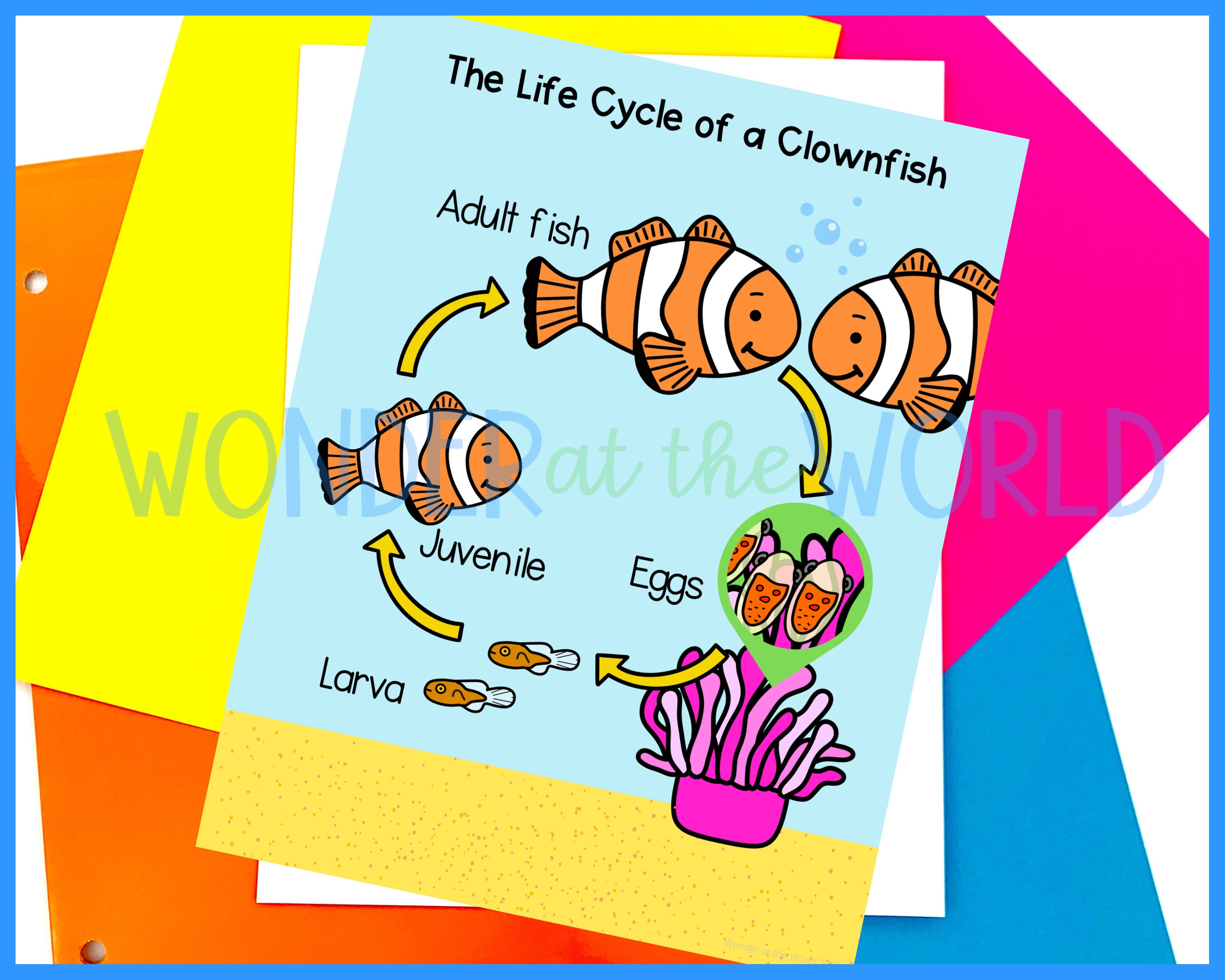 Life cycle of a clownfish foldable kids' craft A4 and - Etsy México
