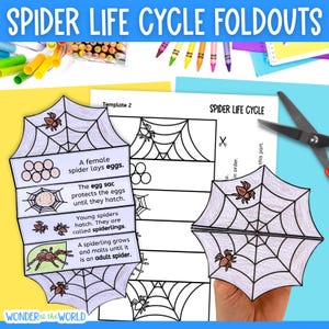 Life cycle of a spider sequence and fold kids' science craft | A4 and 11x8.5 inch | Digital Download | Science | Cut and paste | Halloween