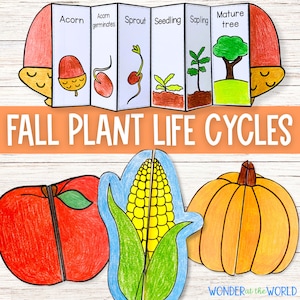 Fall autumn plant life cycles foldable science activities | Apple Pumpkin Oak tree Corn | A4 and 11x8.5 | PDF Digital Download