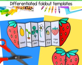 Life cycle of a strawberry plant printable learning activity | A4 and 11x8.5 inch PDF | science foldable worksheet