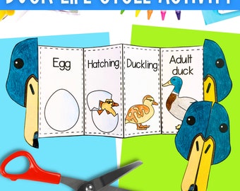 Life cycle of a mallard duck foldable sequencing activity for kids | US and UK versions | printable science activity for home or school