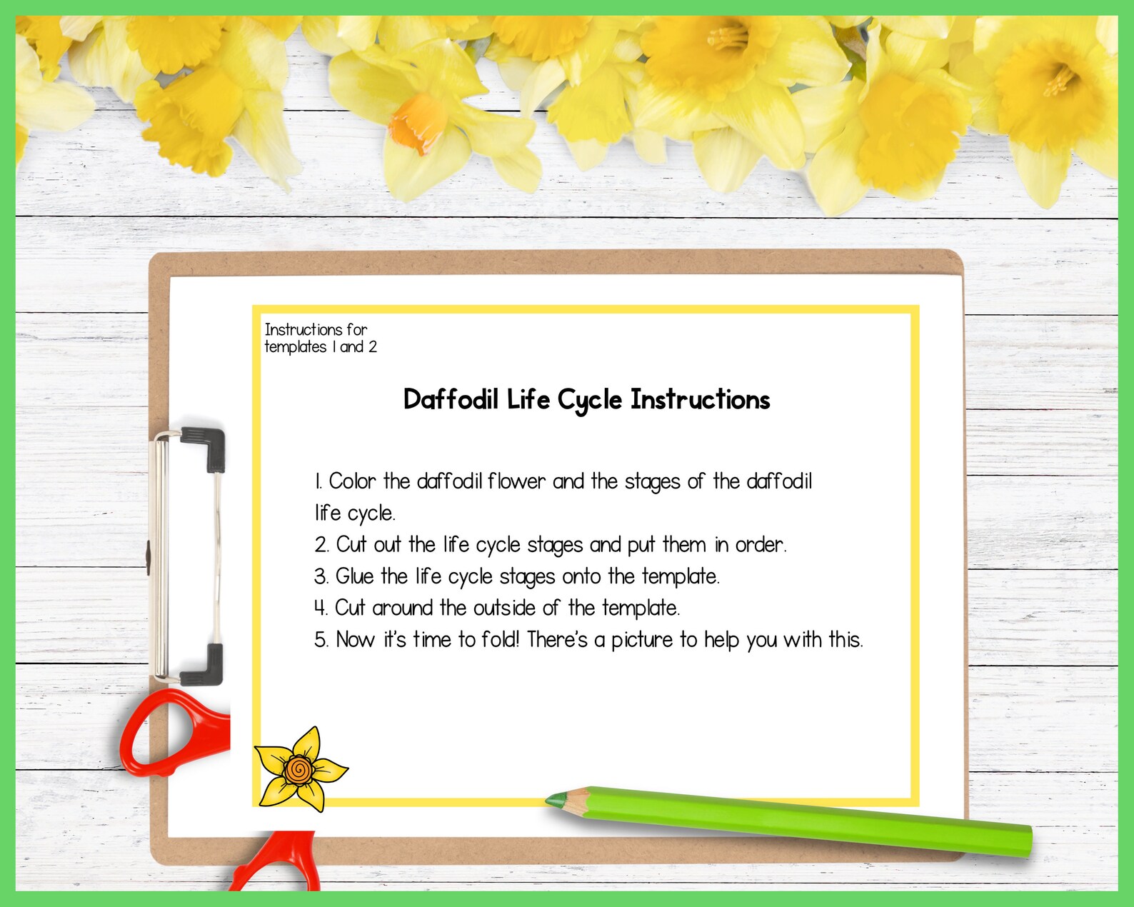 Life Cycle of a Daffodil Foldable Kids' Craft A4 and | Etsy Ireland