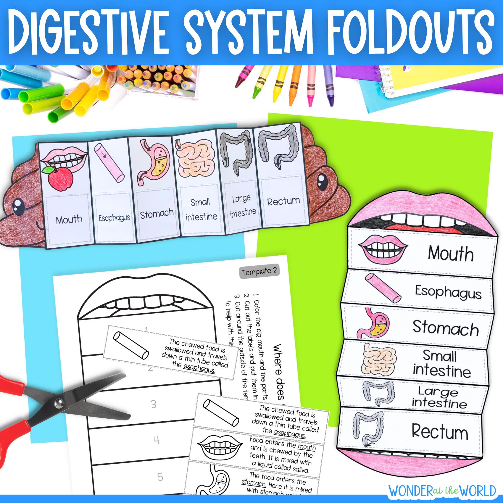 Human Body Digestive System Foldable Sequencing Activities for Kids ...