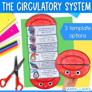 Könnte beinhalten: Ein pädagogisches Papierbastelprojekt mit dem Titel THE CIRCULATORY SYSTEM, das eine rote, cartoonartige Blutzellenfigur mit Augen und einem Lächeln zeigt. Der ziehharmonikaartig gefaltete Einsatz enthält sechs illustrierte Diagramme von Herz und Blutgefäßen.