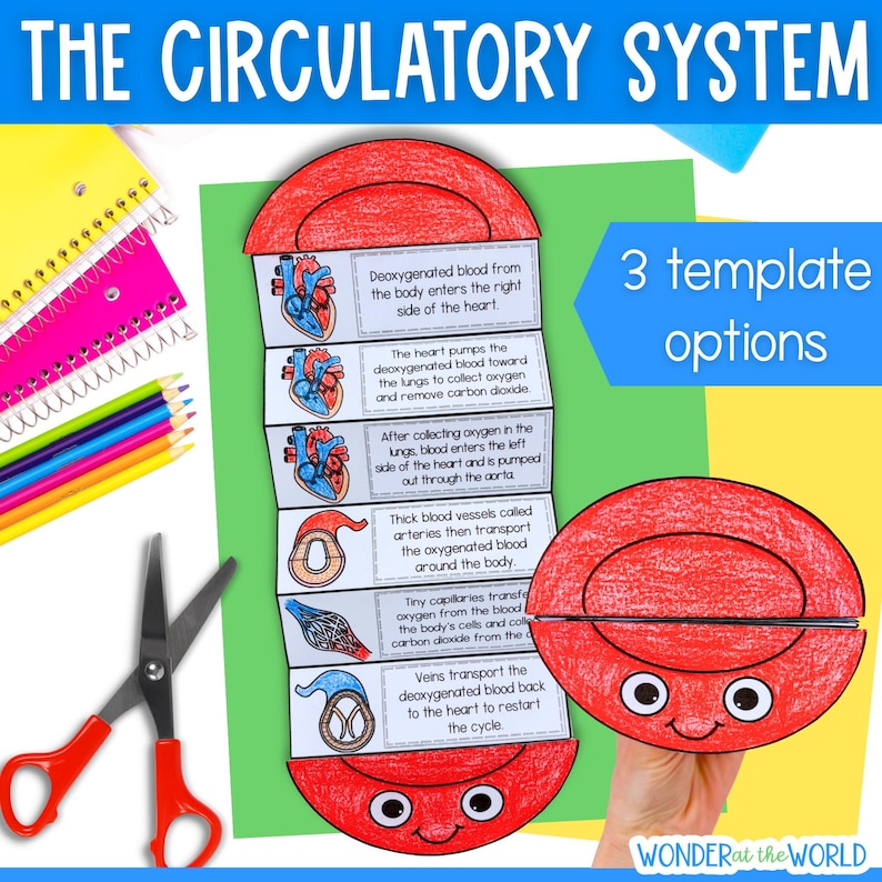 May include: An educational paper craft project titled THE CIRCULATORY SYSTEM featuring a red, cartoon-style blood cell character with eyes and a smile. The accordion-folded insert contains six illustrated diagrams of heart anatomy and blood vessels with descriptive text.