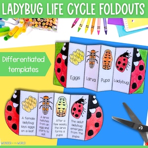 Life cycle of a ladybug ladybird sequence and fold kids&#39; science craft | A4 and 11x8.5 inch | Digital Download PDF | Cut and paste activity