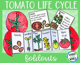 Life cycle of a tomato plant foldable kids' craft | A4 and 11x8.5 inch | Digital Download | Science | Cut and paste