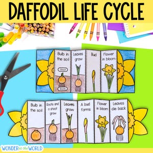 Life cycle of a daffodil flower sequence and fold kids' science craft activity | A4 and 11x8.5 inch | Digital Download PDF