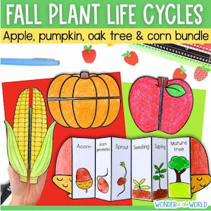Puede incluir: Conjunto educativo titulado FALL PLANT LIFE CYCLES con ilustraciones dibujadas a mano de una manzana, calabaza, maíz y un ciclo de vida de roble en acordeón. Los recortes de papel están coloreados en naranja, rojo, amarillo y verde.
