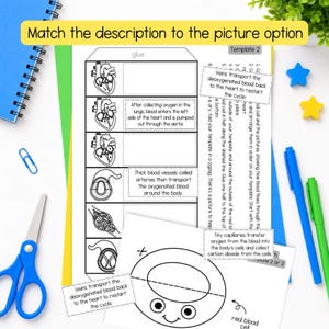 May include: A black and white educational worksheet titled Template 2 featuring diagrams of the human heart and blood vessels with text boxes explaining circulatory functions. The page includes instructions for matching descriptions to pictures.