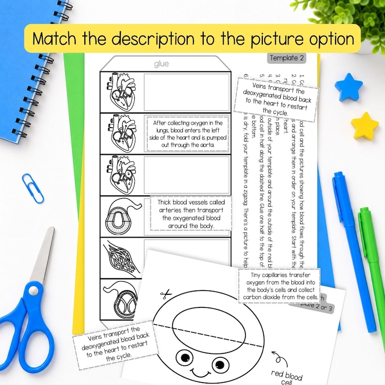 May include: A black and white educational worksheet titled Template 2 featuring diagrams of the human heart and blood vessels with text boxes explaining circulatory functions. The page includes instructions for matching descriptions to pictures.