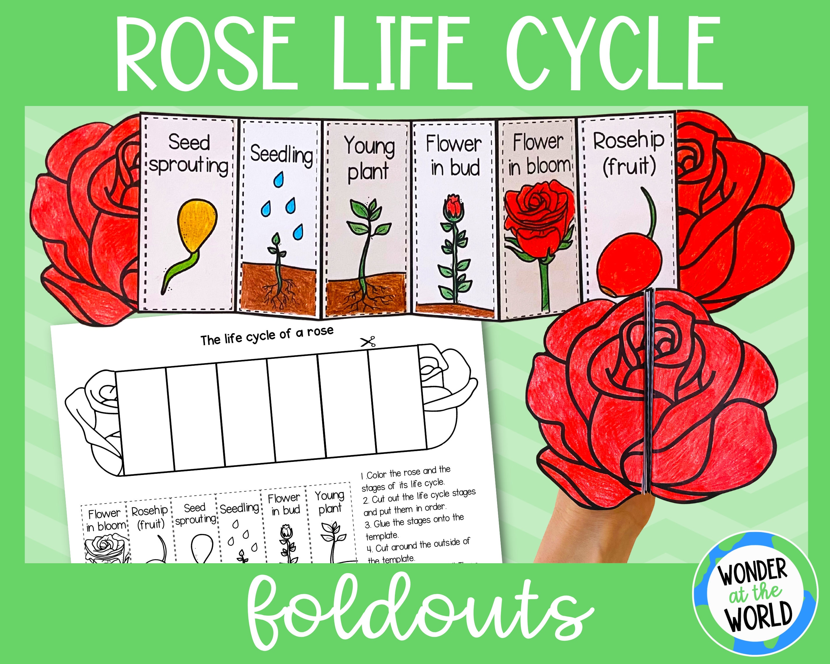 Printable Life Cycle of a Rose Plant Foldable Activity Life Cycle