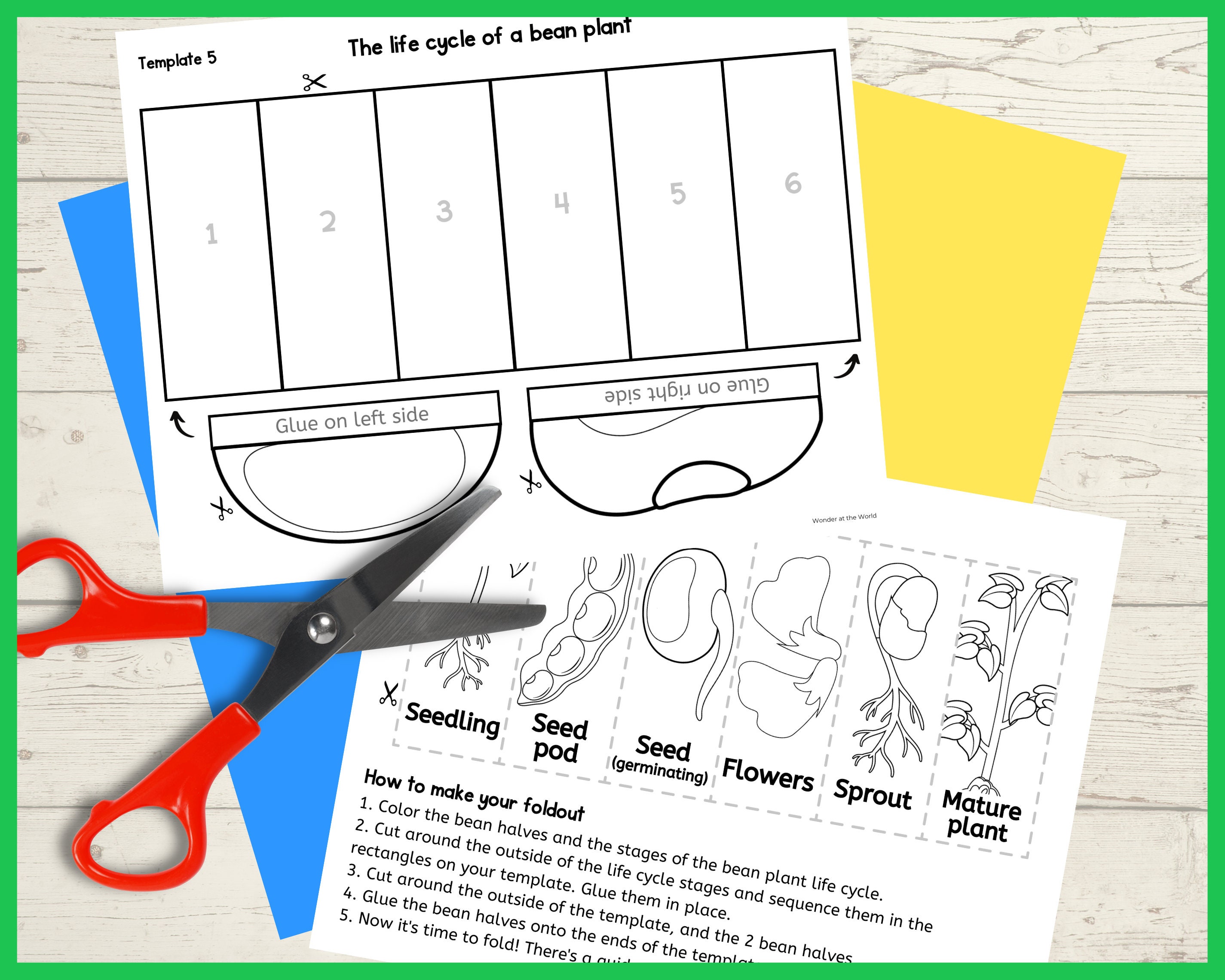 life-cycle-of-a-bean-plant-foldable-kids-craft-science-etsy