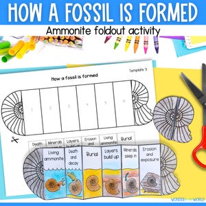 How a fossil is formed foldable sequencing activity and reading passages for kids science digital download cut and paste