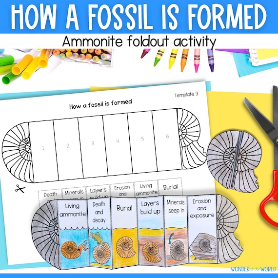 How a fossil is formed foldable sequencing activity and reading passages for kids science digital download cut and paste