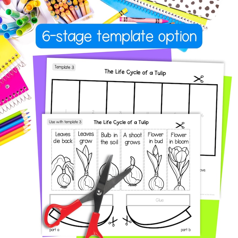 Life Cycle of a Tulip Plant Sequence and Fold Activity | Science Craft ...