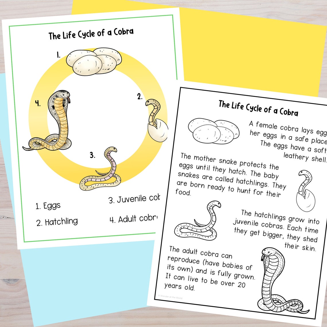 Life Cycle of a Cobra Snake Foldable Sequencing Activity PDF Digital ...