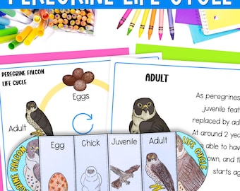 Peregrine falcon life cycle sequence and fold bird of prey activity PDF