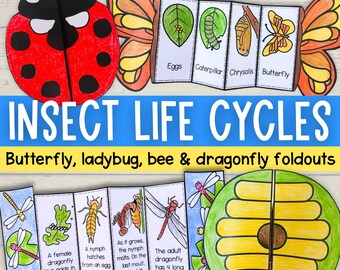 Insect life cycle sequence and fold crafts for butterfly honeybee ladybug and dragonfly printables