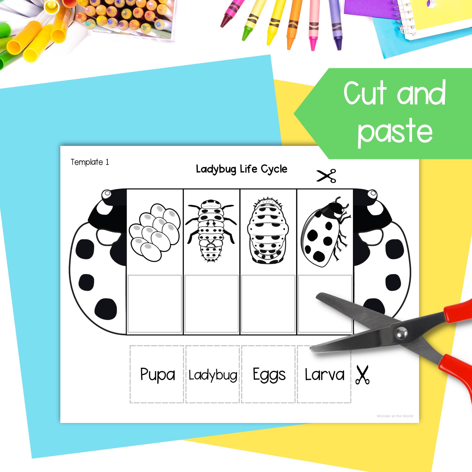 Life Cycle of a Ladybug Ladybird Sequence and Fold Kids' Science Craft ...