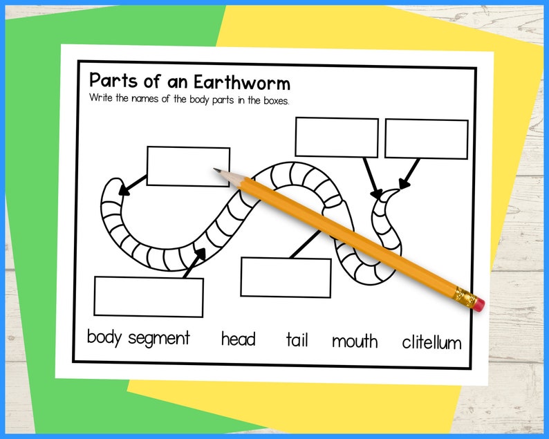 Earthworm life cycle foldable science craft activity 11x8.5 inch and A4 digital download printable PDF Life cycle of a worm image 4