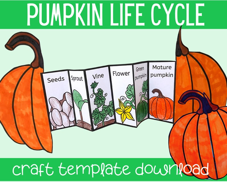Life cycle of a pumpkin foldable kids' craft A4 and | Etsy