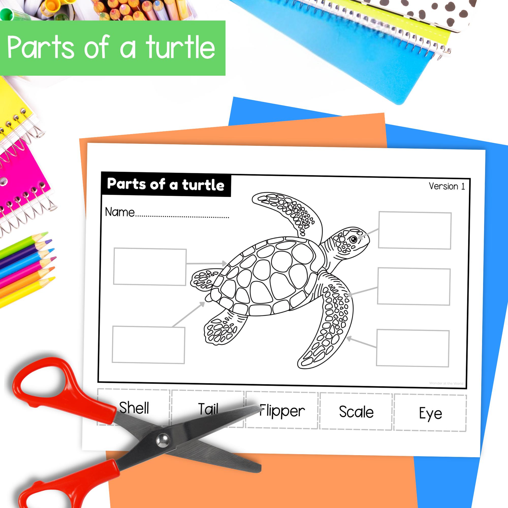Turtle Science Activities Life Cycle of a Sea Turtle Fold and Sequence Science Craft Activity for ...