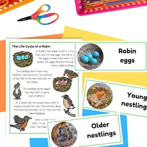 American Robin Bird Life Cycle Foldable Sequencing Activity Spring Cut ...