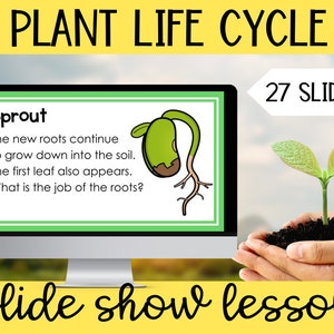 Life cycle of a flowering plant Google Slides presentation for teachers, bean life cycle presentation for science lesson