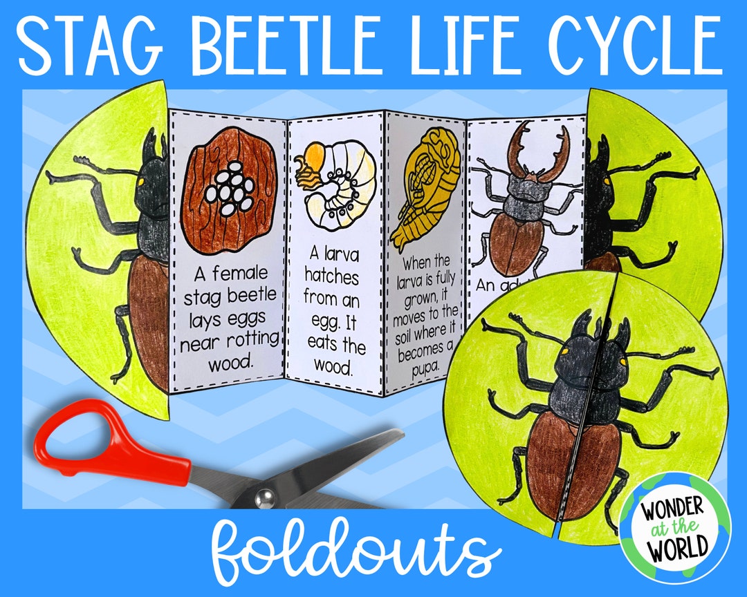 Life Cycle of a Stag Beetle Foldable Sequencing Activity