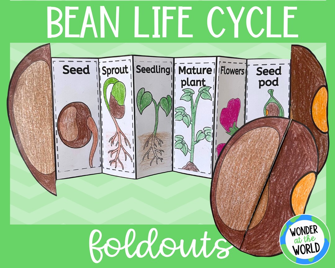 Life Cycle of a Bean Plant Foldout Kids' Craft A4 and - Etsy Life cycle of a bean plant foldout kids' craft a4 and - etsy