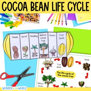 Life cycle of a cocoa bean tree fold and sequence science craft activity and printables digital download PDF