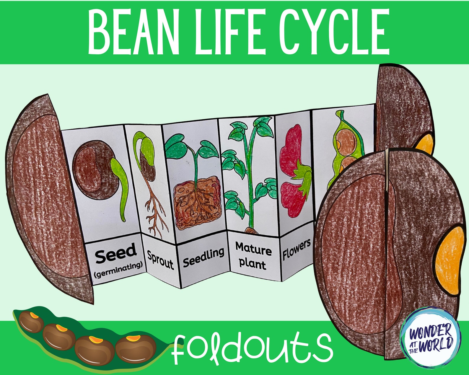 Life cycle of a bean plant foldout kids' craft A4 and Etsy