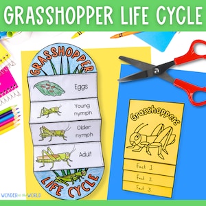 Life cycle of a grasshopper insect foldable sequencing activity cut and paste | PDF digital download