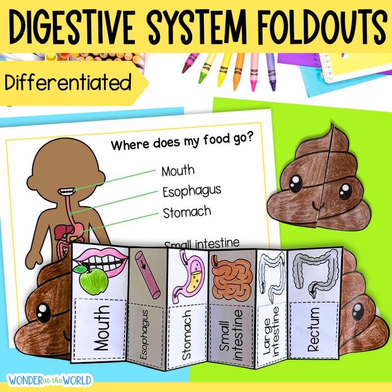 The Digestive System Foldable Kids' Activity | A4 and 11x8.5 Inch ...