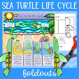 Life cycle of a sea turtle foldable activity for kids | A4 and 11x8.5 inch | Digital Download | Science | Cut and paste