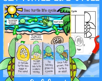 Life cycle of a sea turtle foldable activity for kids | A4 and 11x8.5 inch | Digital Download | Science | Cut and paste