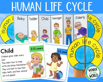 Human life cycle foldable sequencing activity for kids | printable US letter and A4 size | stages of human growth | digital download