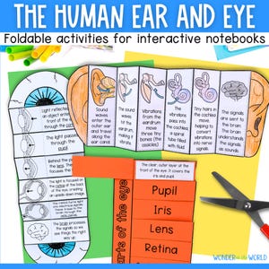 Parts of the eye and ear and how they work sequencing and matching activities printable PDF science lesson